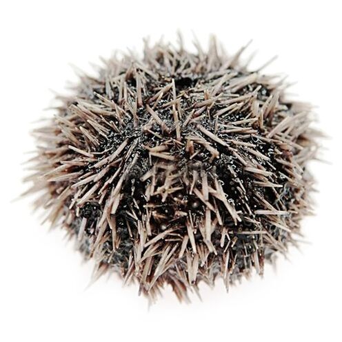 Sea Urchin Extract in Traugel