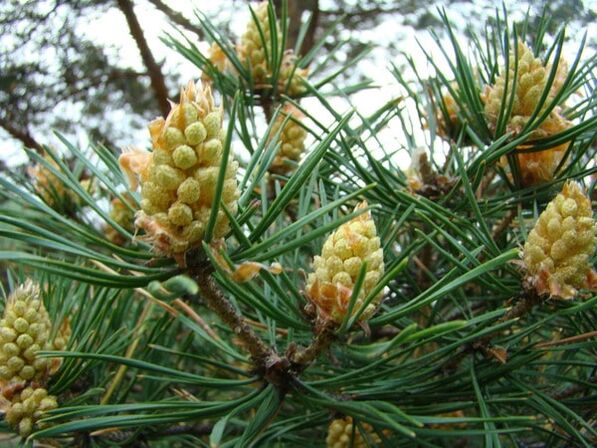 Pine shoots in the fight against cervical osteochondrosis