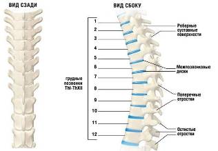 the neck osteocondrose